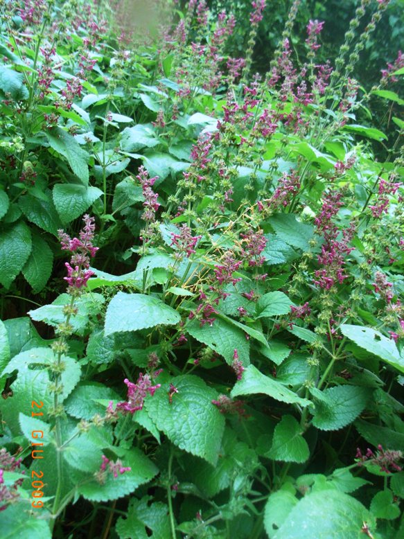 Stachys sylvatica